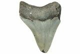 Bargain, Fossil Megalodon Tooth - Serrated Blade #295424-1